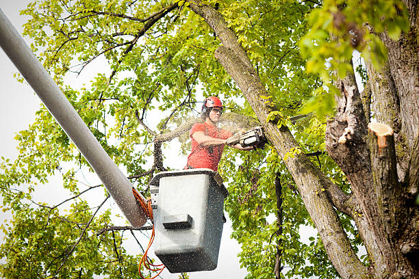 Best Local Tree Services  in USA